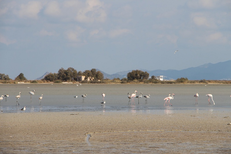 Jezero Alikes